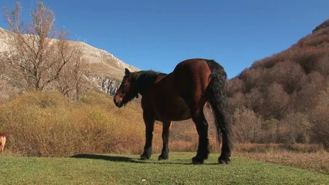 Brown mule grazing Stock Footage 94077145