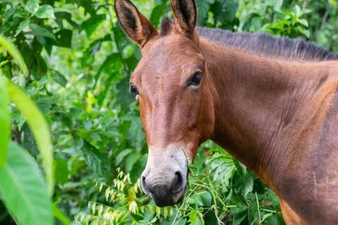 Brown mule head portrait surrounded by lush green vegetation on rural Colom.. Stock Photos