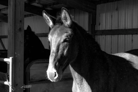 Brown Mule in Idaho Stock Photos