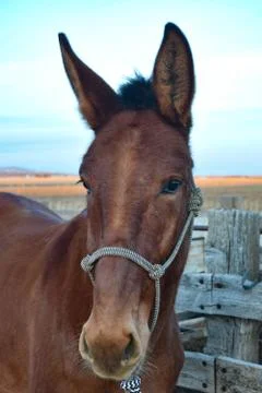 Brown Mule in Idaho Stock Photos