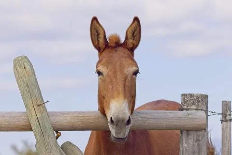 Brown mule looking at the camera. Stock Photos