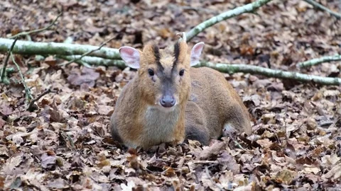 A Brown Muntjac sitting and chewing in amongst fallen brown leafs. Stock Footage 297656378