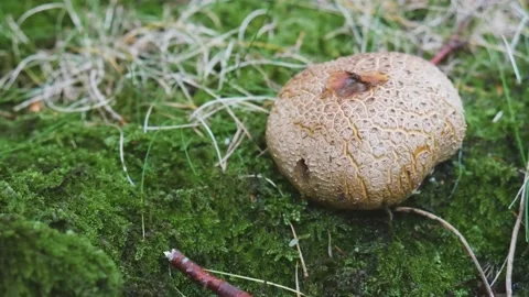 Brown mushroom ball Stock Footage
