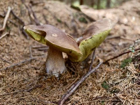 Brown mushroom cap on pine needle carpet in forest floor shade, closeup vie.. Stock Photos
