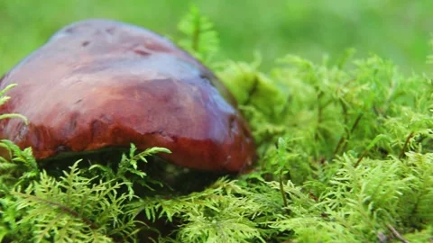 Brown mushroom cap resting on green moss daylight Vídeos de archivo 316419364
