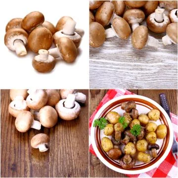 Brown mushroom collage Stock Illustration