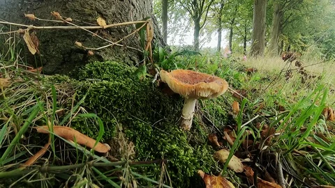 Brown mushroom in the field Video stock 118154191
