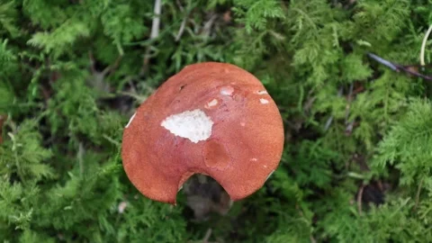 Brown mushroom Stock Footage 296821002