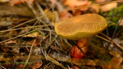 Brown mushroom in the forest. Stock Footage 82677483