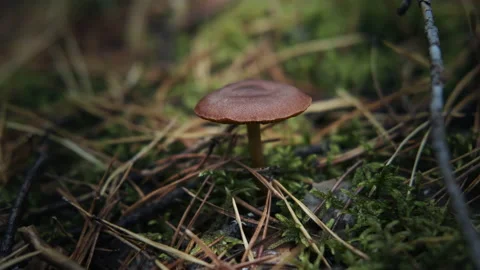 Brown mushroom in the forest in the grass, macro shoot Stock Footage 141966957