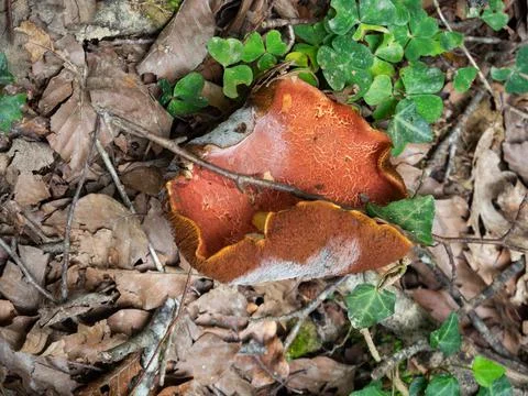 Brown mushroom in the forest Foto stock