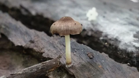 Brown mushroom growing Stock Footage 319998777