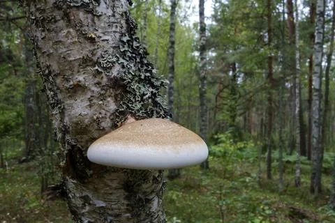 A brown mushroom grows on a birch tree, a beautiful forest landscape Stock Photos