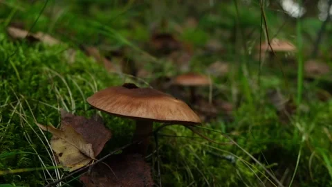 Brown mushroom hidden in grass in forest. Harvesting mushrooms covered with Stock Footage 267760310