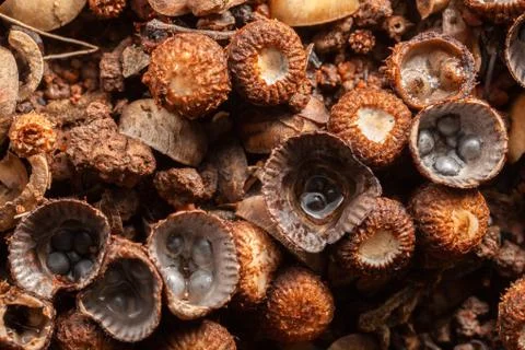 Brown mushroom pattern Stock Photos