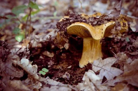 Brown mushroom Foto stock