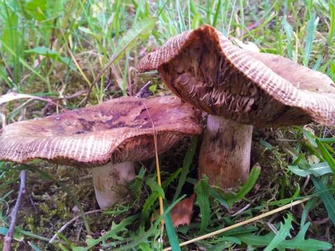 Brown mushroom Stock Photos