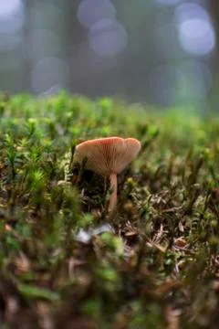 Brown mushroom Stock Photos