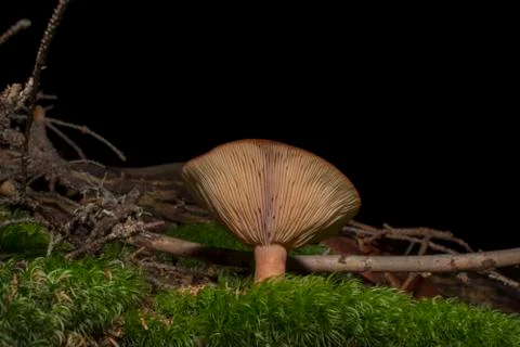 Brown mushroom Stock Photos