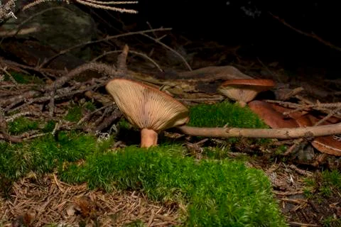 Brown mushroom Stock Photos