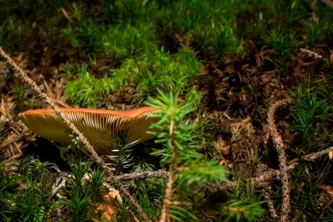Brown mushroom Stock Photos