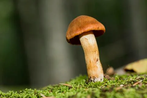 Brown Mushroom Stock Photos