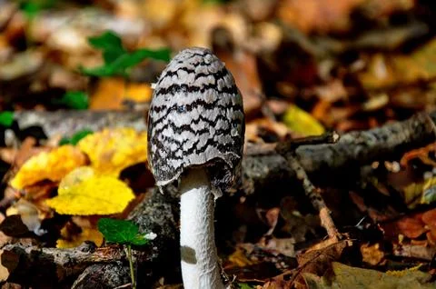 Brown mushroom with thin stem Stock Photos