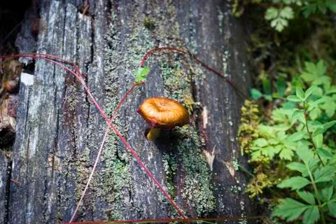 Brown mushroom on a tree. Stock Photos