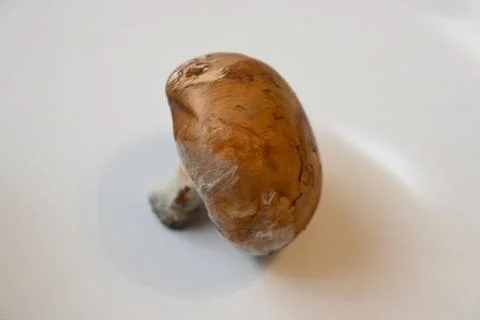 Brown mushroom on a white surface 스톡 사진
