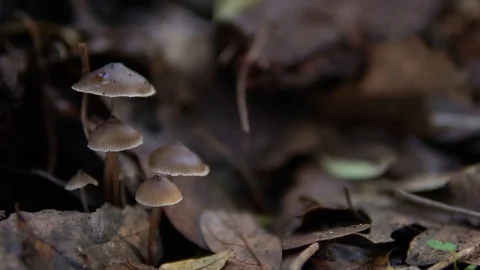 Brown Mushrooms Stock Footage 91798975