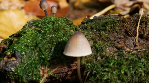 Brown mushrooms Stock Footage 142274156