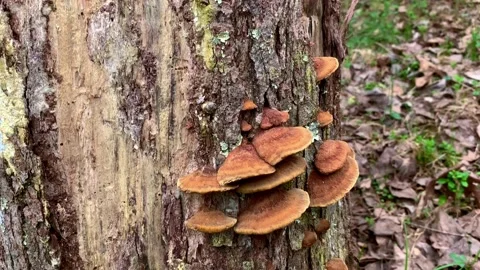 Brown Mushrooms Growing on Log in Woods Stock Footage