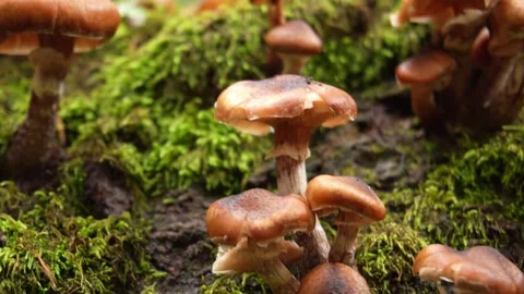 Brown Mushrooms on Moss-Covered Surface. Stock Footage 254213235