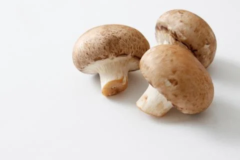 Brown mushrooms Stock Photos