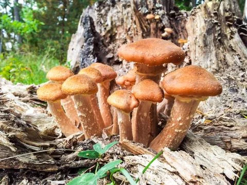 Brown mushrooms Foto stock