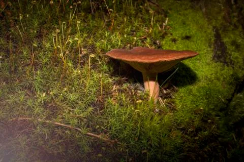 Brown mushrooms Stock Photos