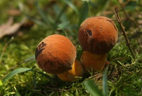 Brown Mushrooms Stock Photos