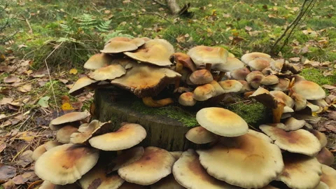 Brown Mushrooms at a stump in the forest at fall Stock Footage 217644538