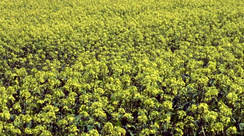 Brown Mustard crop blows in wind Video stock 35231114