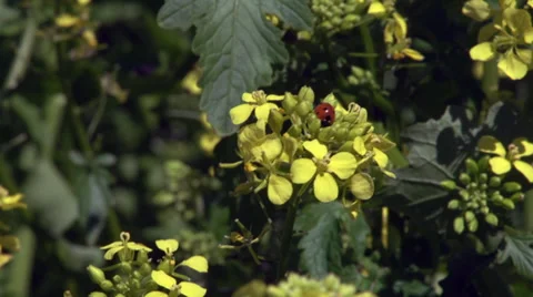 Brown Mustard with Lady ug Video stock 35240766