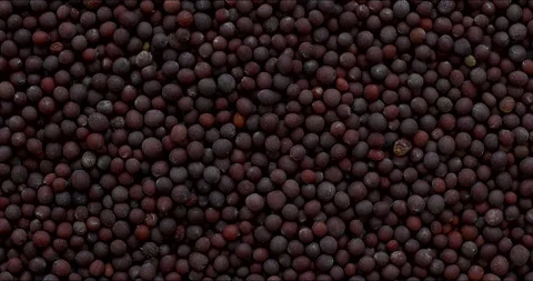 Brown mustard seeds background texture. Close-up. Stock Footage 303891343