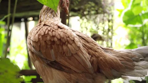 A brown native hen preening and grooming its feathers in a lush tropical ga.. Stock Footage 345477969