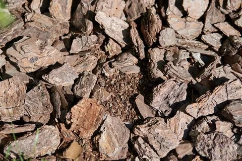 Brown natural texture of tree bark Stock-Fotos