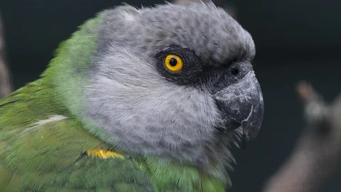 Brown-necked parrot close up Video stock 117811931