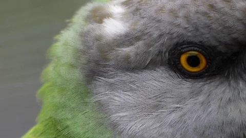 Brown-necked parrot close up Video stock 117812089