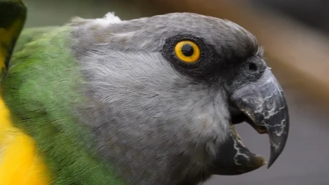 Brown-necked parrot close up Vídeos de archivo 117812180