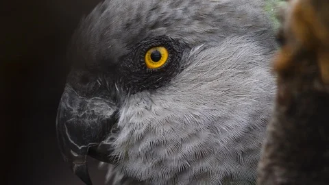 Brown-necked parrot close up Vídeos de archivo 117813053