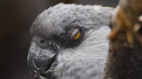 Brown-necked parrot close up 스톡 동영상 117813614