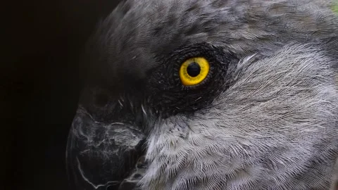 Brown-necked parrot close up Stock Footage 141608307