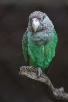 Brown-necked parrot Stock Photos